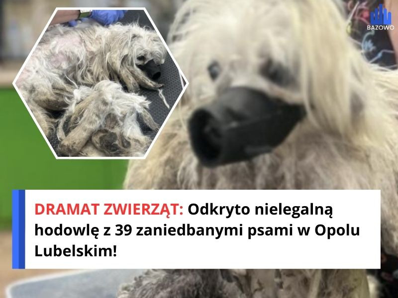 DRAMAT ZWIERZĄT: Odkryto nielegalną hodowlę z 39 zaniedbanymi psami w Opolu Lubelskim!